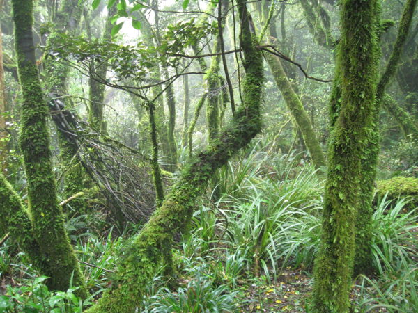 taraweraforest2